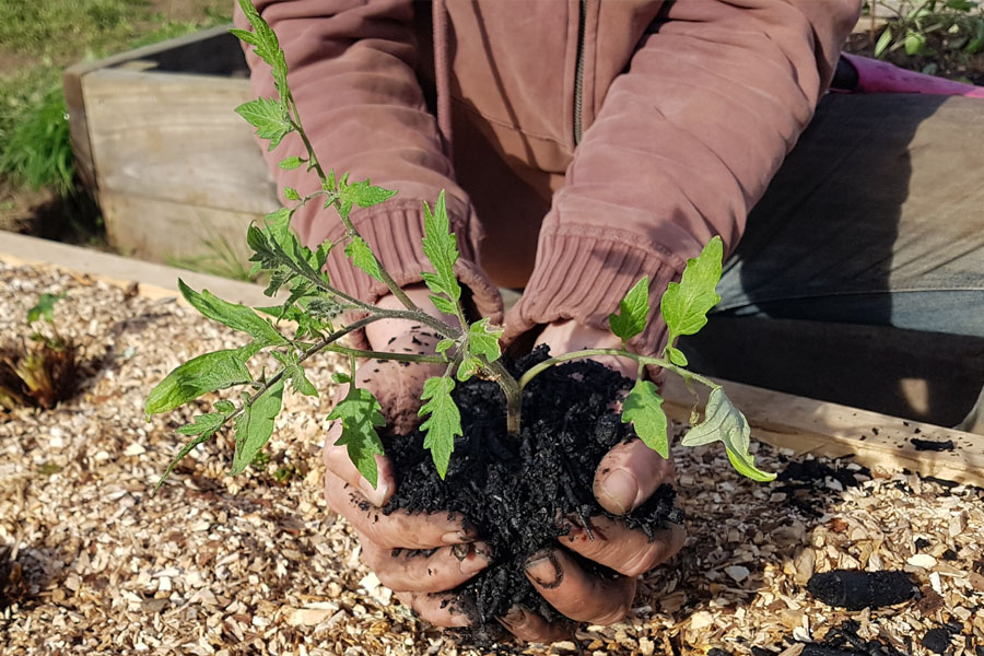 gardener hands holding tomato plant wrapped in biochar